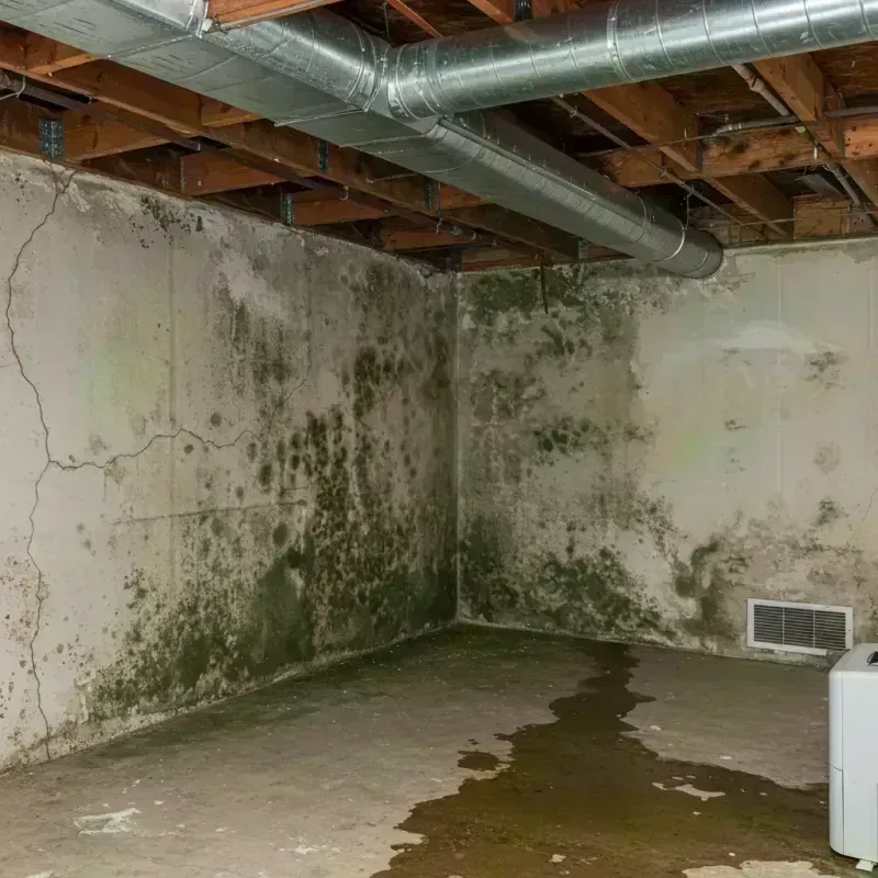 Professional Mold Removal in Donley County, TX